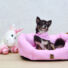 Kép 2/7 - PETSY PINKY kutya, macska pamut fekhely - 50 cm (Méret: 50 x 40 x 19 cm)