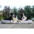 Kép 3/6 - PETSY DELUXE PUŇT'A  pamut párna kutyáknak - 120 cm (Méret: 120 x 70 cm)