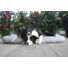 Kép 5/6 - PETSY DELUXE PUŇT'A  pamut párna kutyáknak - 120 cm (Méret: 120 x 70 cm)